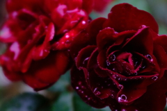 雨と薔薇2