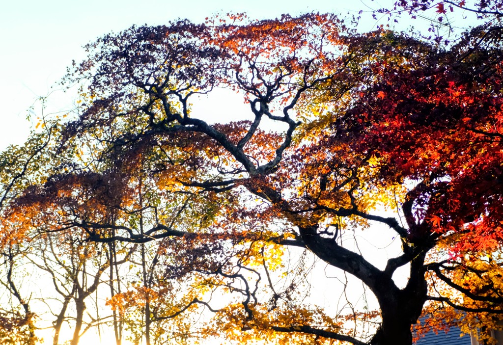 綺麗な紅葉  見事な枝ぶり