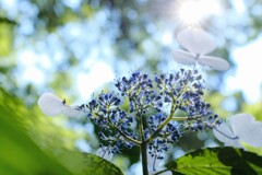 紫陽花