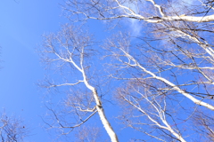 白と 青