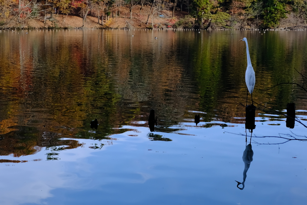 reflection