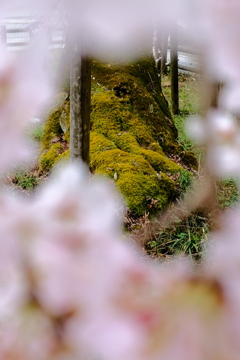 古樹  枝垂れ桜 