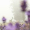 霧の中で