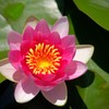 華  開く
