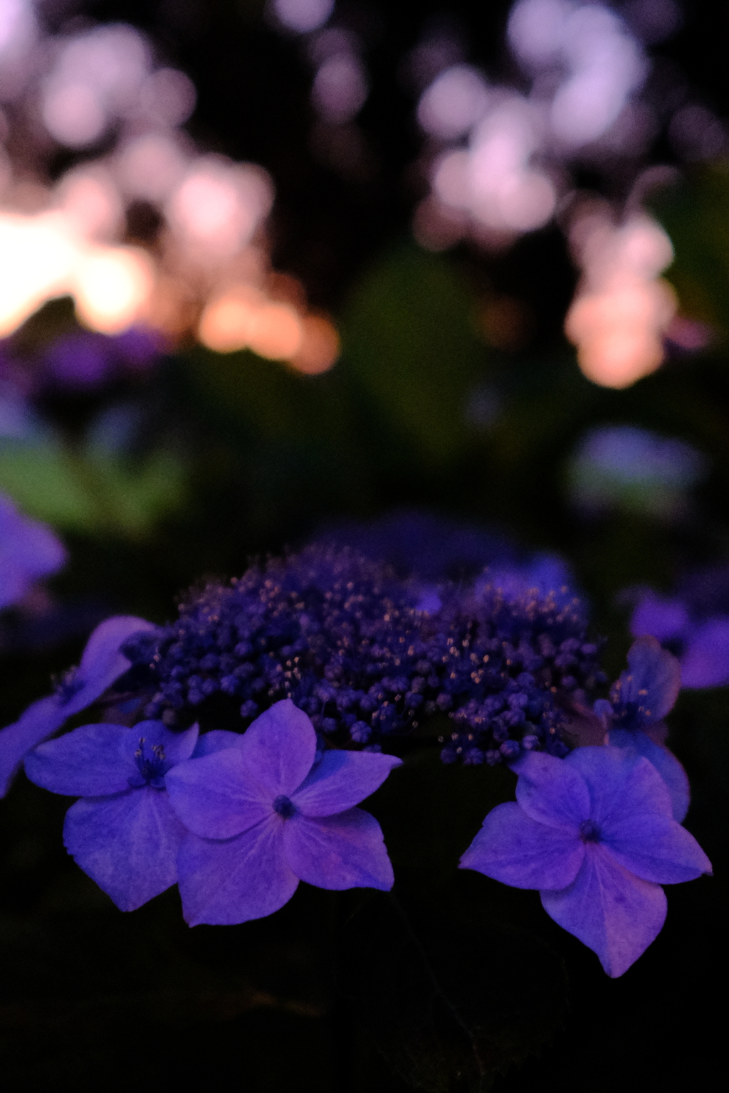 紫陽花と夕景3