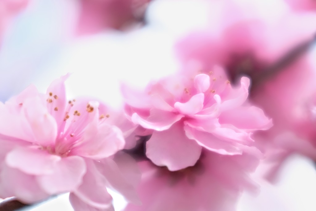 春〜 桃の花2