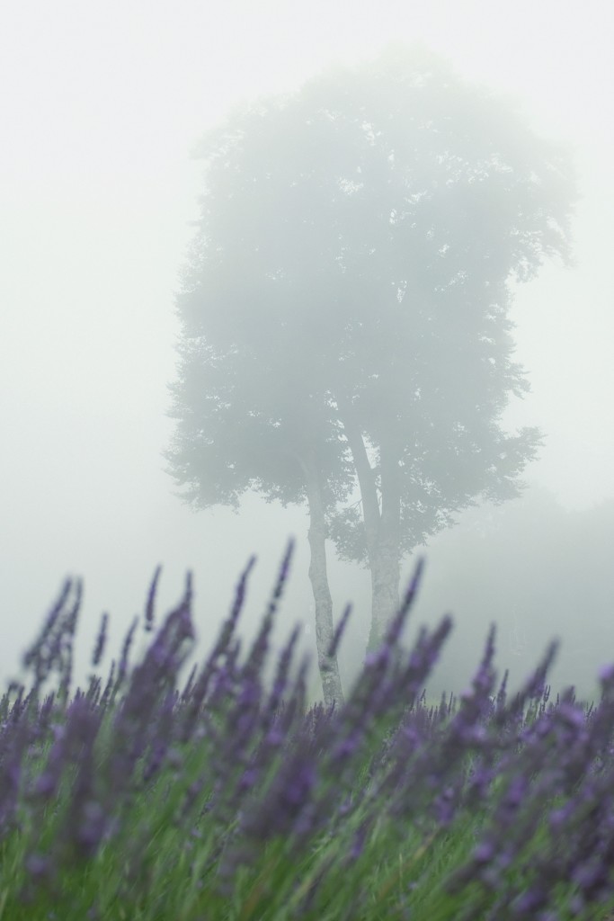 霧の中