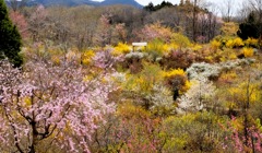 茂木　花の山