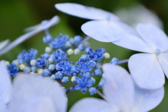 紫陽花