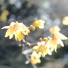 冬の陽気