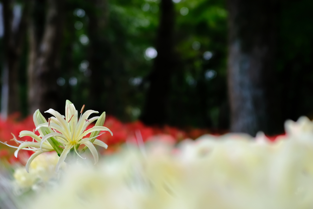 白  曼珠沙華
