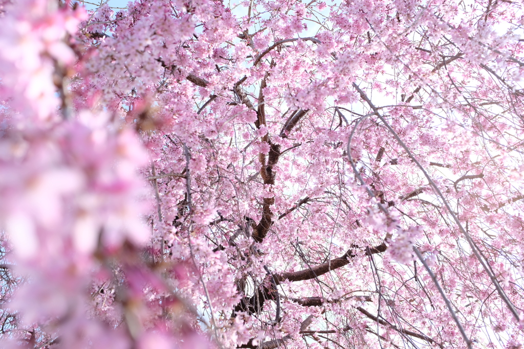 枝垂桜