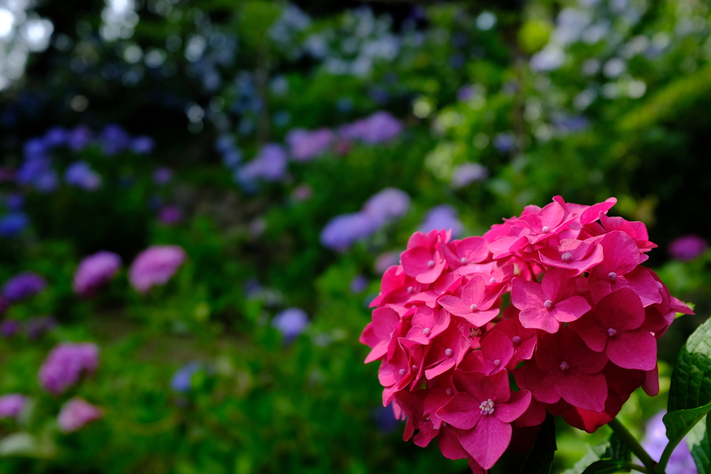 紫陽花　2