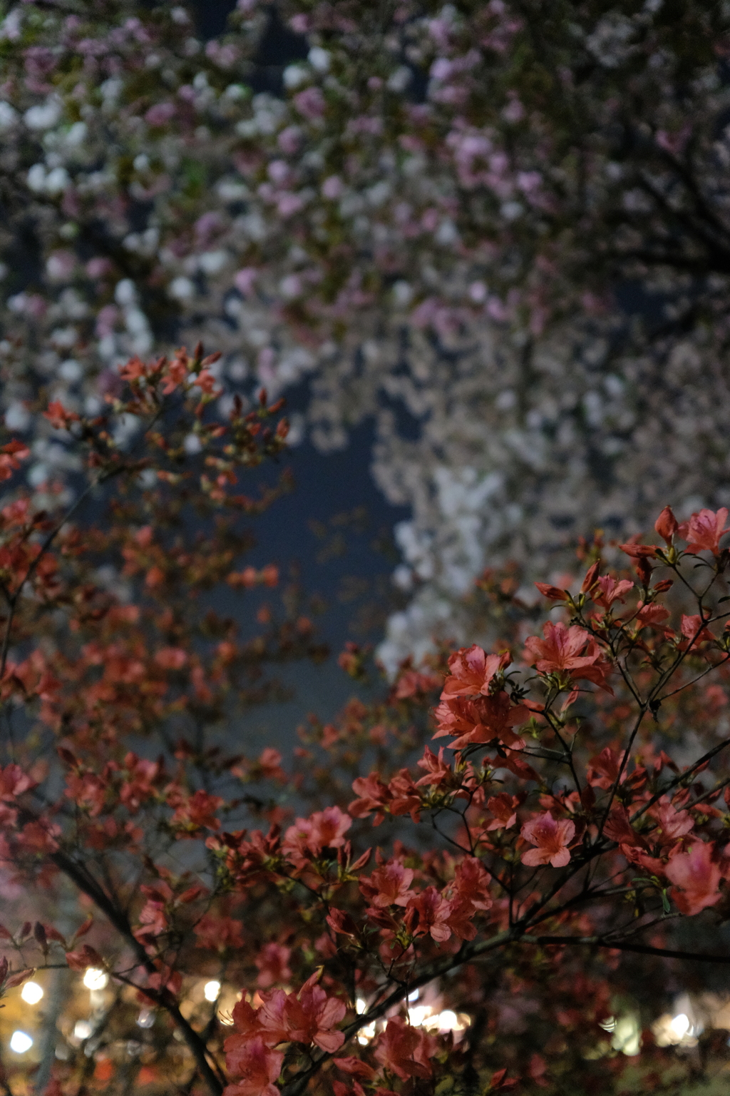 躑躅と夜桜と