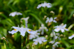 胡蝶花