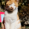 猫の日
