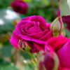 春薔薇