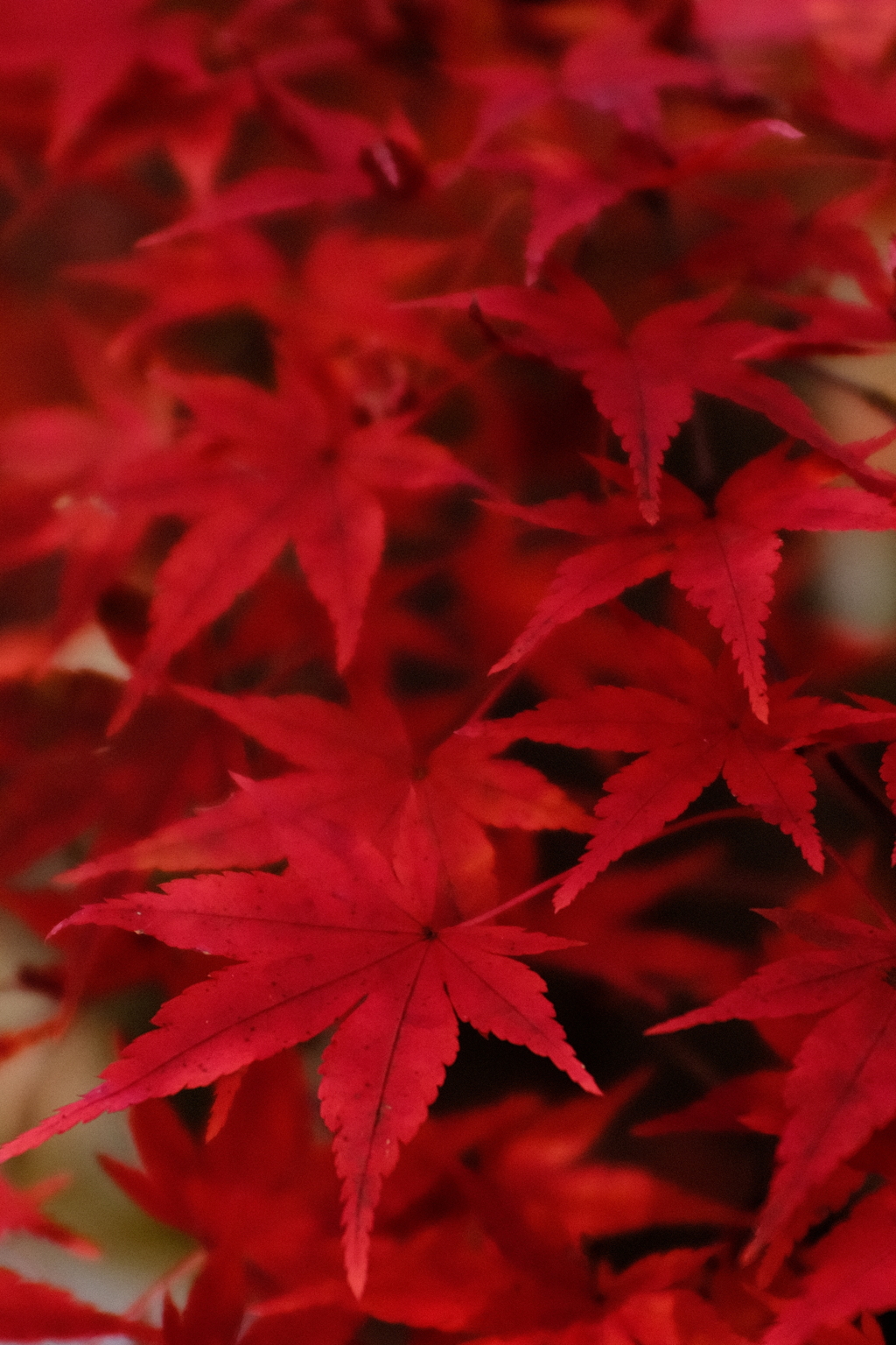 紅く