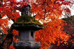 寺院   晩秋