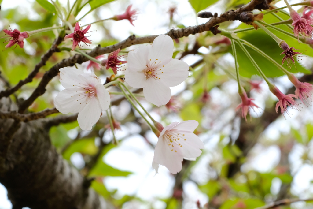 残 花