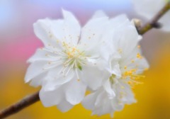 山桜