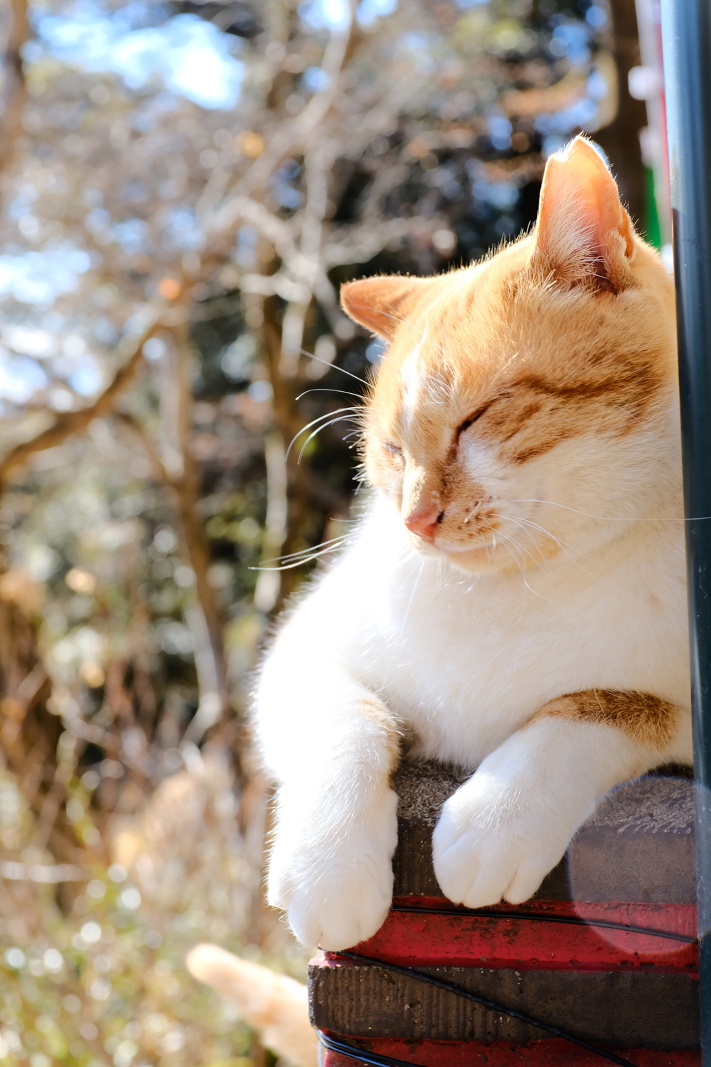 神社猫