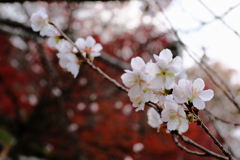 冬桜2