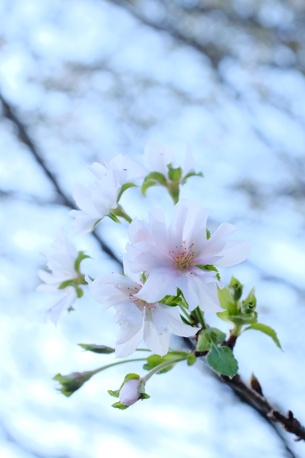 十月桜