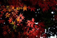 日差し  