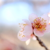 春近し
