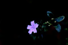 生け垣 に 咲く 