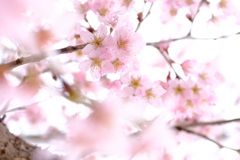 薄墨桜