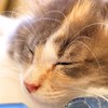 眠猫