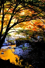 河川を  彩る 