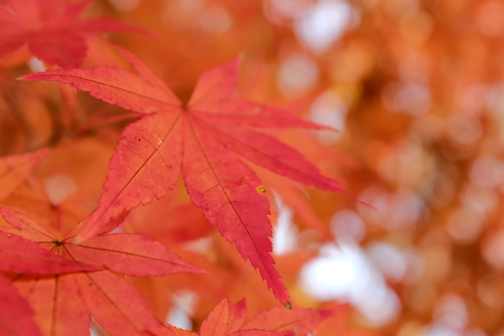 最後の紅葉