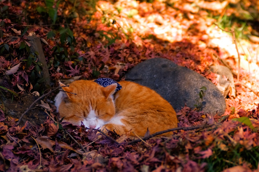 落ち葉と猫