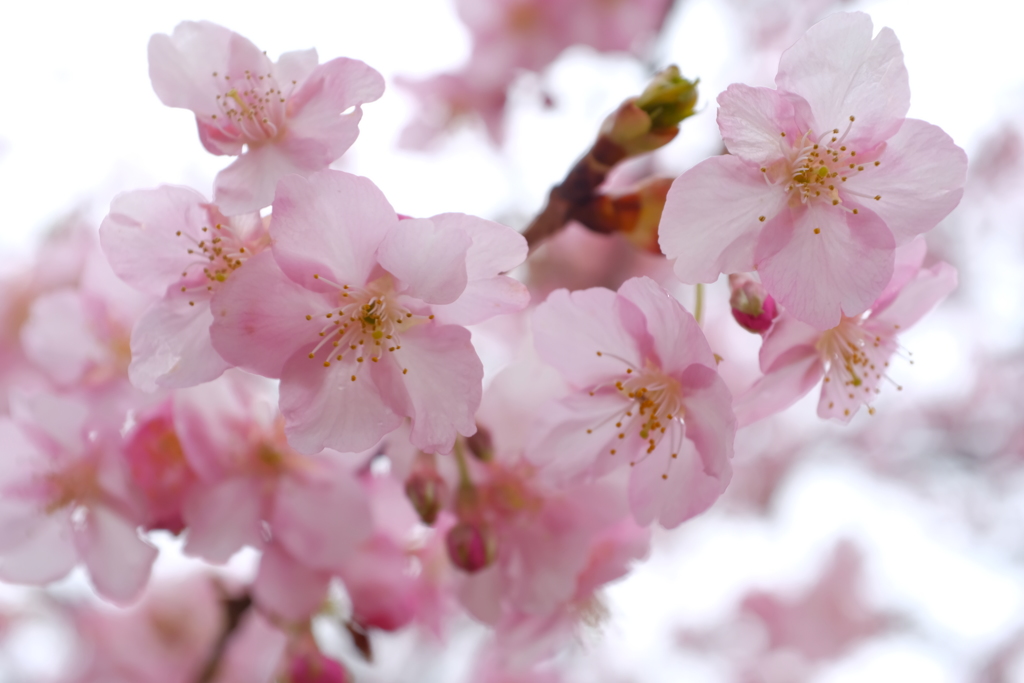 雨の 桜
