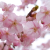 雨の 桜