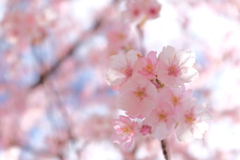 河津桜