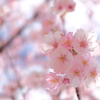 河津桜