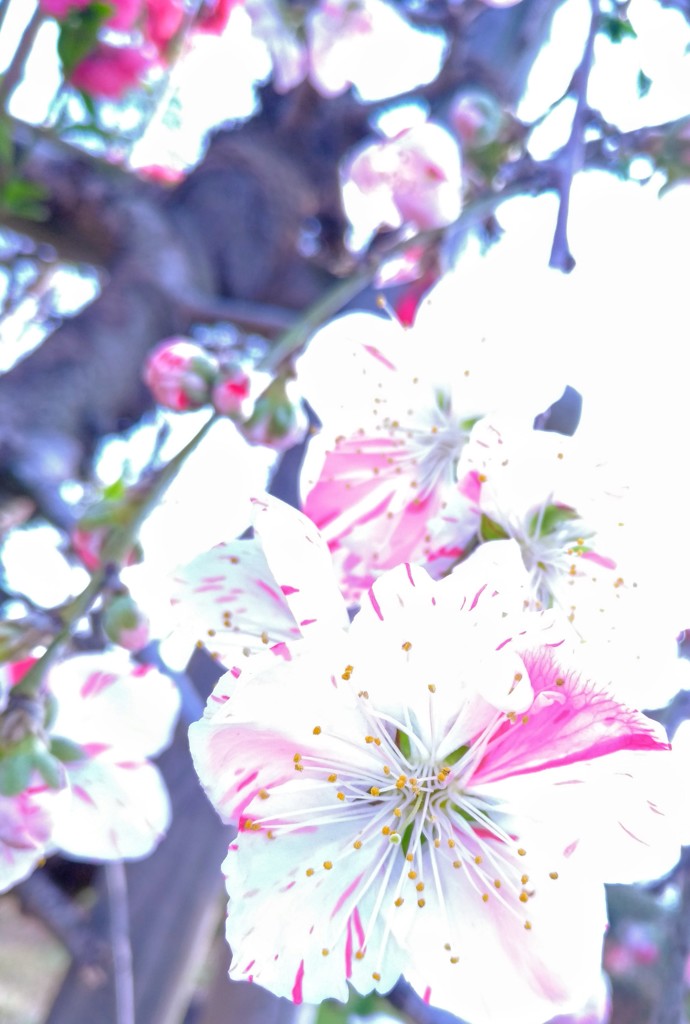 花桃