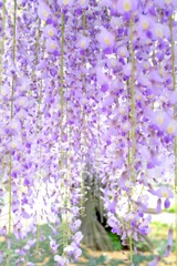 藤の香りに  包まれて