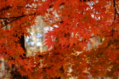 秋  紅葉
