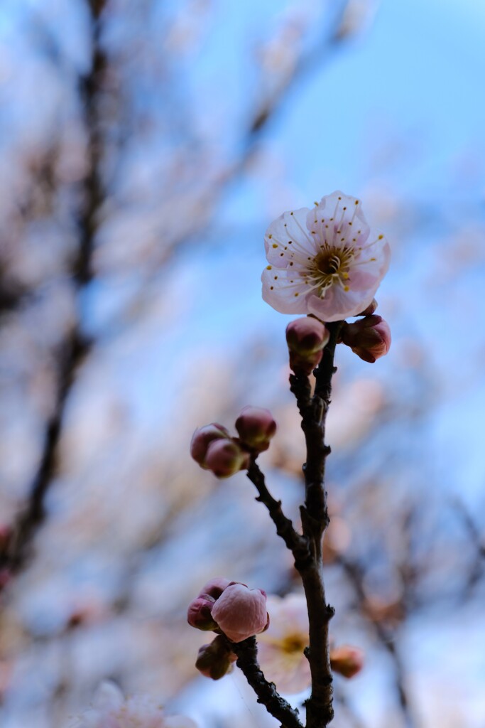 淡