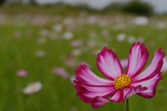 秋桜