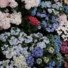 紫陽花展