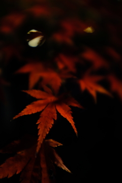 夜紅葉