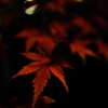 夜紅葉