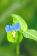 小さくも可憐な花たち2