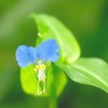 小さくも可憐な花たち2